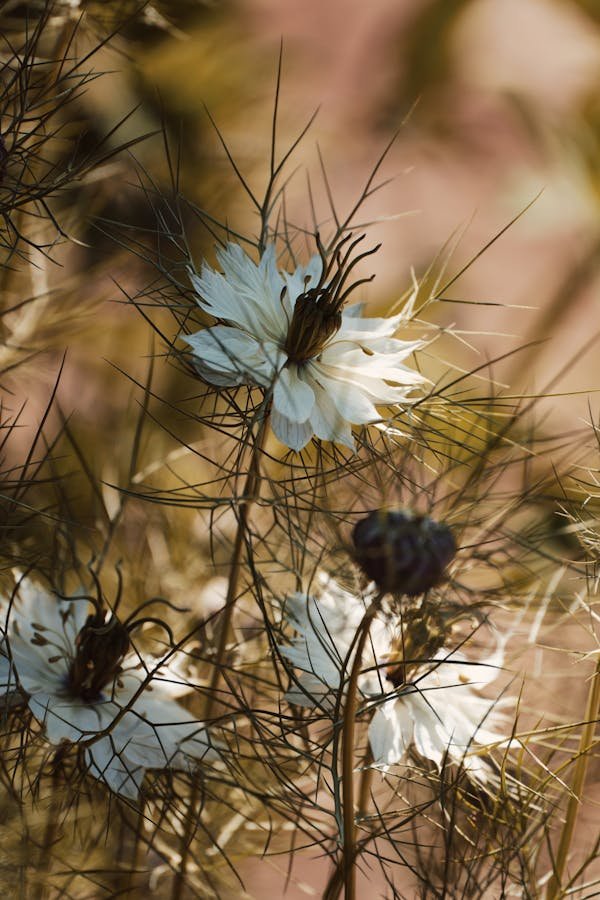 Gélule de nigelle : bienfaits, usages et conseils essentiels